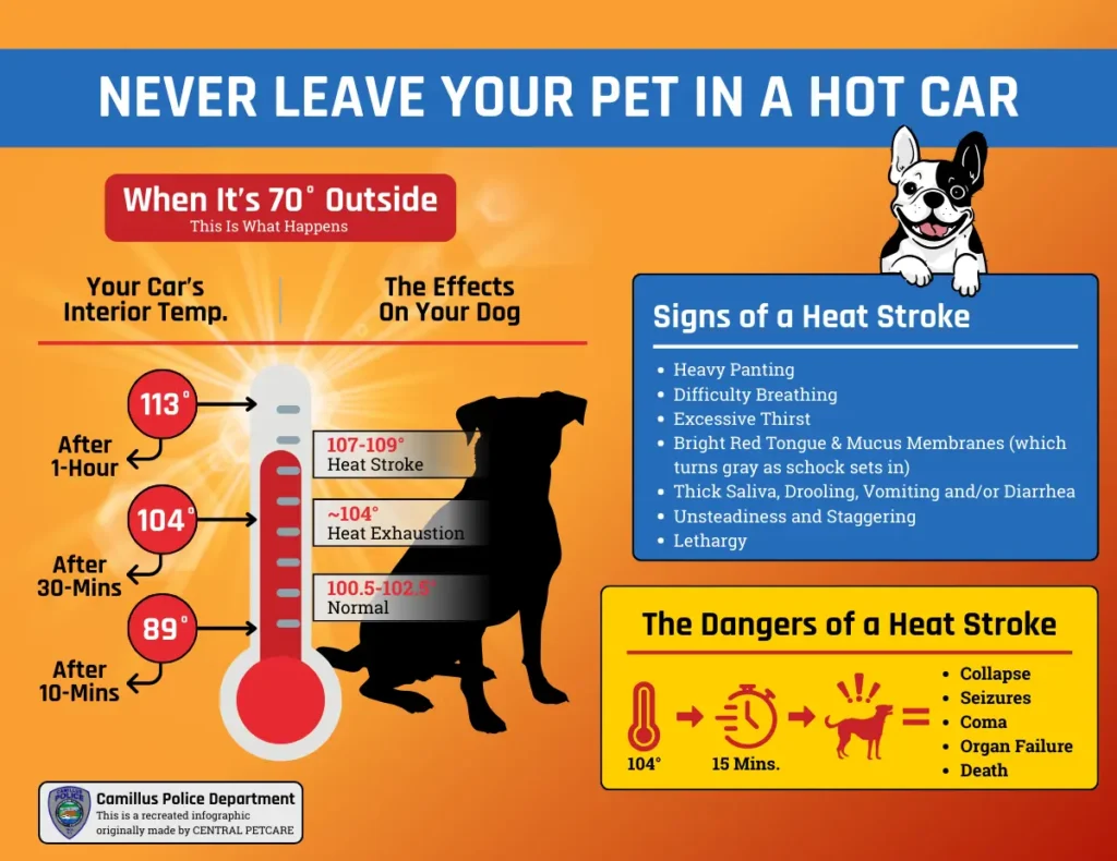 The signs and effects of a heatstroke in dogs